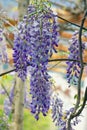 Spring flowers in garden. Climbing shrub of Wisteria with flowers Royalty Free Stock Photo