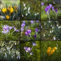 spring flowers in the garden - crocus and snowdrops Royalty Free Stock Photo