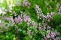 Dwarf fragrant lilac variety called Syringa meyeri Palibin