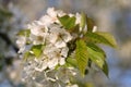 Spring flowers Royalty Free Stock Photo