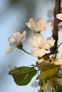 Spring flowers Royalty Free Stock Photo