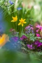 Spring flowers in garden. Two yellow narcissus Royalty Free Stock Photo