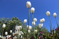 White Tulips And Spring Flowers Gardens