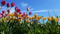 Blooming Sweet Tulips