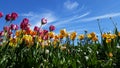 Tulips Field Royalty Free Stock Photo