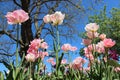 Blooms In Green Parks Royalty Free Stock Photo