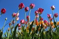 Flowers Gardens With Blooming Sweet Tulips