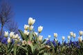 Blue Bell Flower And White Tulips