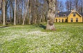 Spring flowers in the gardens of Nienoord