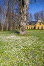 Spring flowers in the gardens of Nienoord