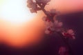 Spring flowers.Gaussian blur natural background. Sprig with apricot flowers at dawn. Gradient background copy space