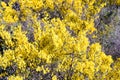 Spring flowers: Genista scorpius in bloom