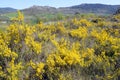 Spring flowers: Genista scorpius in bloom