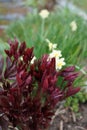 Miniature daffodil \