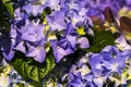 Spring flowers, gift. March 8. The blue hydrangea blossoms in a pot. Flower shop. Plant, botany.