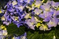 Spring flowers, gift. March 8. The blue hydrangea blossoms in a pot. Flower shop. Plant, botany.