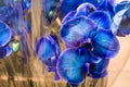 Spring flowers, gift. March 8. Bright and blue orchids in a pot and in transparent packing. Beautifully and unusually. Flower shop