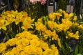 Spring flowers, gift. March 8. Bright and yellow bouquets from roses, crocuses, narcissuses. Flower shop. Plant, botany.