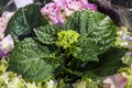 Spring flowers, gift. March 8. The pink hydrangea blossoms in a pot. Flower shop. Plant, botany.