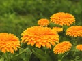 Spring flowers golden calendula background