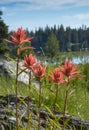 Spring Flowers in the Grand Tetons, Wyoming Royalty Free Stock Photo