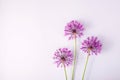 Spring flowers on a gray background - creative picture with space for text Royalty Free Stock Photo