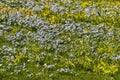 Spring flowers in a green grass field.. Royalty Free Stock Photo