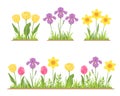 Spring flowers and green grass set. Blooming flower bed with daffodils, yellow and pink tulips and purple irises. Royalty Free Stock Photo