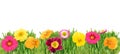 Spring flowers in green grass Royalty Free Stock Photo