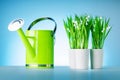 Spring flowers and green watering can on blue background. Royalty Free Stock Photo
