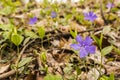 Spring flowers growing in the forest. Royalty Free Stock Photo