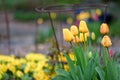 Spring flowers growing in a home garden, yellow and red tulips, metal plant supports and other plants in the background, springtim