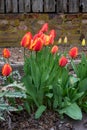 Spring flowers growing in a home garden, yellow tulips and red and yellow tulips, brick wall in the background, springtime in the