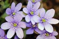 Spring flowers - Hepatica (Hepatica nobilis) Royalty Free Stock Photo