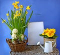 Spring flowers hyacinth, daffodil, primula on a background the c