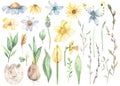 Watercolor set with spring flowers, hyacinths, tulips, daffodils, pussy willows, leaves, spring greenery Royalty Free Stock Photo