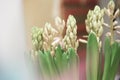 Spring flowers, Hyacinthus Royalty Free Stock Photo
