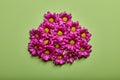 Spring flowers, inflorescence. Pink gerbera flowers on green wall background