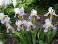 Flowers irises bloom on the flowerbed