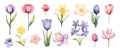 Spring flowers isolated clipart. Watercolor flower springtime, tulips, lily and narcissus. Decorative floral elements