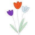 Spring flowers isolated on white background, tulip line draw vector