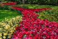 Spring flowers in Keukenhof garden, Lisse, Netherlands Holland nature, gardening, cultivation Royalty Free Stock Photo