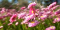 Spring flowers, King's Park, Western Australia