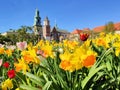 Spring flowers in Krakow, Poland. Wawel castle, daffodils and tulips Royalty Free Stock Photo