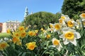 Spring flowers in Krakow, Poland. Wawel castle, daffodils and tulips in garden Royalty Free Stock Photo