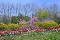 Spring flowers in Kurpark Oberlaa Royalty Free Stock Photo