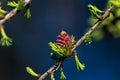 Spring flowers.larch Royalty Free Stock Photo