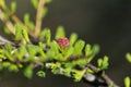 Spring flowers.larch Royalty Free Stock Photo