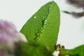 spring flowers rain drops, abstract blurred background flowers fresh rain Royalty Free Stock Photo