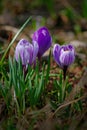 Flowers lilac crocuses on a background of green grass in spring Royalty Free Stock Photo